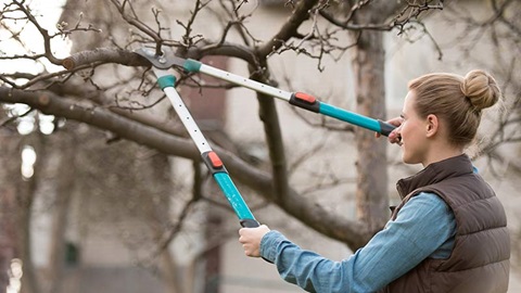 élaguer des branches d'arbre avec un coupes-branche ou un sécateur
